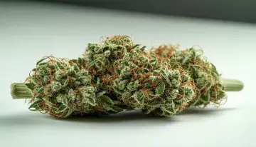 Georgia's Restricted Medical Cannabis Program Pushes Patients Toward Unlicensed Markets
